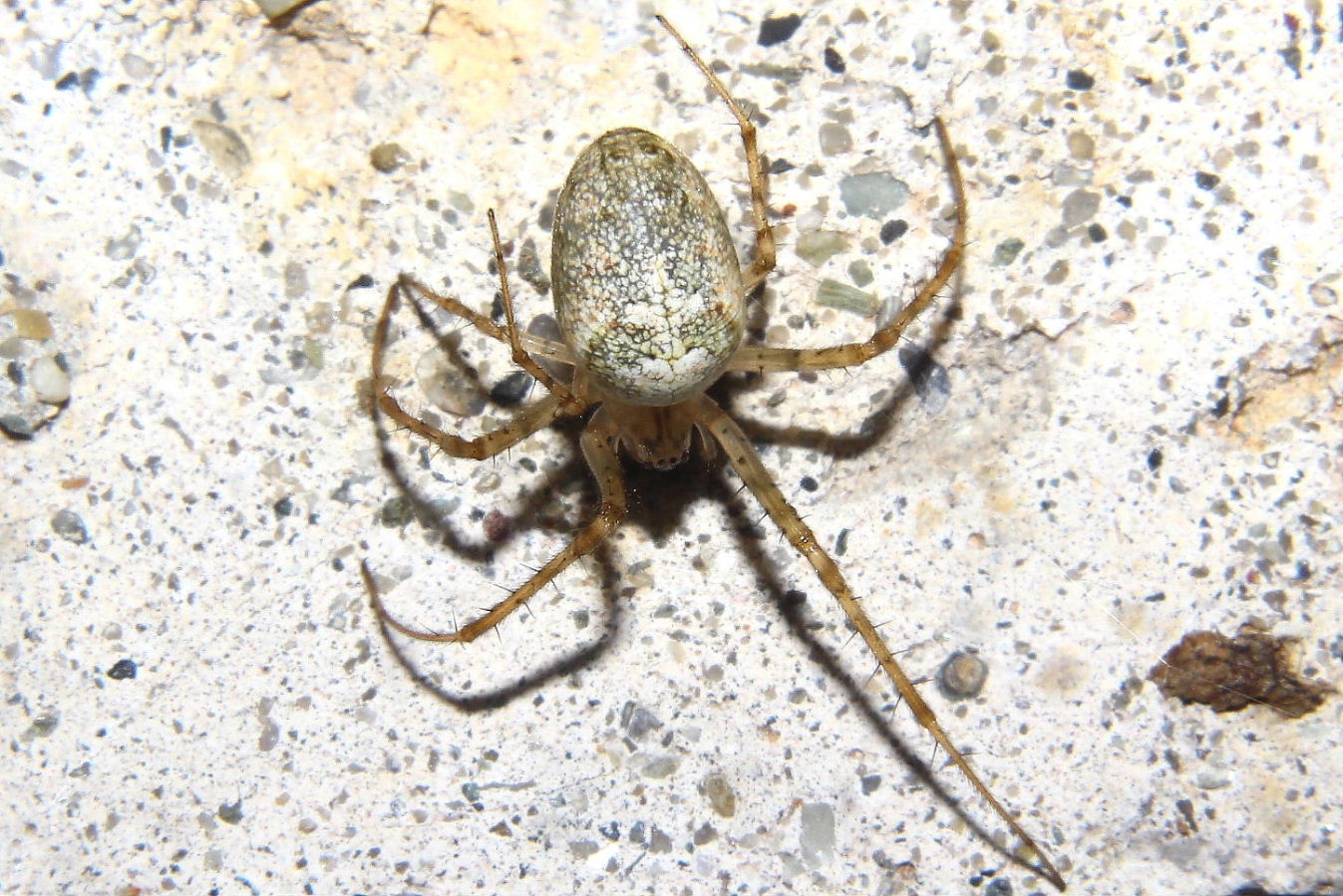 Metellina sp. - Nervi (GE)